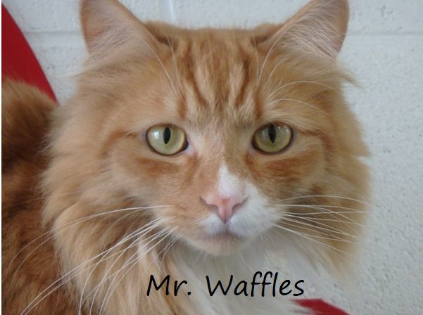 Adopt a friend: Mr Waffles